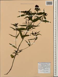 Melampyrum arvense L., Caucasus, Krasnodar Krai & Adygea (K1a) (Russia)
