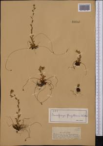 Saxifraga flagellaris subsp. flagellaris, Middle Asia, Dzungarian Alatau & Tarbagatai (M5) (Kazakhstan)