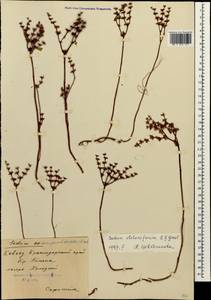 Phedimus stolonifer (S. G. Gmel.) 't Hart, Caucasus, Krasnodar Krai & Adygea (K1a) (Russia)