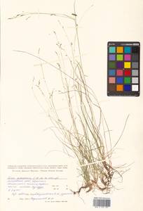 Carex sedakowii C.A.Mey. ex Meinsh., Siberia, Russian Far East (S6) (Russia)