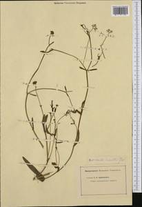 Valerianella coronata (L.) DC., Western Europe (EUR) (Not classified)