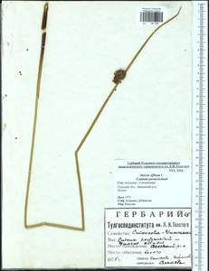 Juncus effusus L., Eastern Europe, Central region (E4) (Russia)