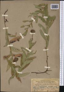 Pentanema salicinum (L.) D. Gut. Larr., Santos-Vicente, Anderb., E. Rico & M. M. Mart. Ort., Siberia, Central Siberia (S3) (Russia)