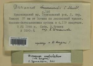 Dicranum undulatum Schrad. ex Brid., Bryophytes, Bryophytes - Krasnoyarsk Krai, Tyva & Khakassia (B17) (Russia)