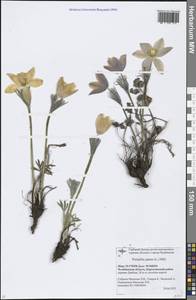 Pulsatilla patens (L.) Mill., Eastern Europe, Eastern region (E10) (Russia)