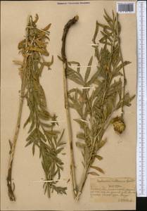 Rhaponticoides ruthenica (Lam.) M.V.Agab. & Greuter, Middle Asia, Northern & Central Tian Shan (M4) (Kazakhstan)