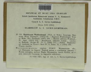 Pohlia wahlenbergii (F. Weber & D. Mohr) A.L. Andrews, Bryophytes, Bryophytes - Karelia, Leningrad & Murmansk Oblasts (B4) (Russia)
