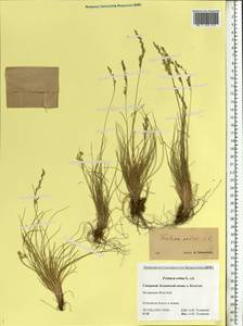 Festuca ovina L., Eastern Europe, Northern region (E1) (Russia)