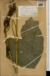 Caucasalia macrophylla (M. Bieb.) B. Nord., Caucasus, Armenia (K5) (Armenia)