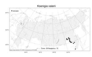 Koenigia valerii (S. K. Skvortsov), Atlas of the Russian Flora (FLORUS) (Russia)