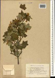 Acer cappadocicum subsp. divergens (K. Koch ex Pax) A. E. Murray, Caucasus, Turkish Caucasus (NE Turkey) (K7) (Turkey)