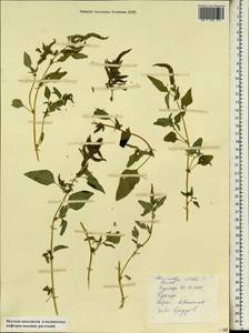 Amaranthus viridis L., Africa (AFR) (Egypt)