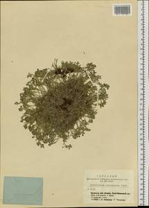 Eritrichium jenisseense Turcz. ex A. DC., Siberia, Altai & Sayany Mountains (S2) (Russia)