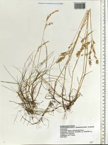 Festuca rubra L., Eastern Europe, Northern region (E1) (Russia)