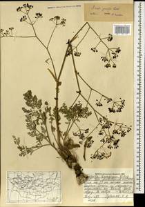Ferula caspica M.Bieb., Mongolia (MONG) (Mongolia)
