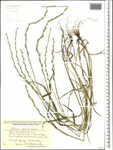 Lolium rigidum Gaudin, Caucasus, Georgia (K4) (Georgia)