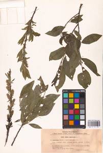 Salix myrsinifolia Salisb., Eastern Europe, North-Western region (E2) (Russia)