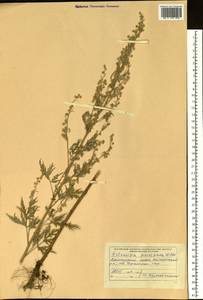 Artemisia sieversiana Ehrh. ex Willd., Siberia, Russian Far East (S6) (Russia)