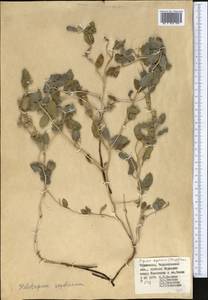 Tournefortia sogdiana (Bunge) Popov, Middle Asia, Karakum (M6) (Turkmenistan)