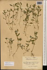 Oxybasis glauca (L.) S. Fuentes, Uotila & Borsch, South Asia, South Asia (Asia outside ex-Soviet states and Mongolia) (ASIA) (China)