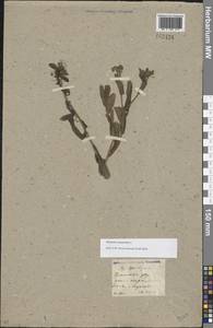 Myosotis scorpioides L., Eastern Europe, North Ukrainian region (E11) (Ukraine)