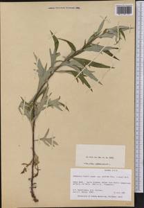 Artemisia tilesii Ledeb., America (AMER) (United States)