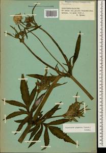 Cephalaria gigantea (Ledeb.) Bobrov, Caucasus, Stavropol Krai, Karachay-Cherkessia & Kabardino-Balkaria (K1b) (Russia)