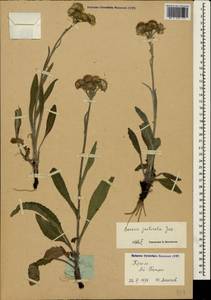 Tephroseris integrifolia subsp. jailicola (Juz.) Greuter, Crimea (KRYM) (Russia)