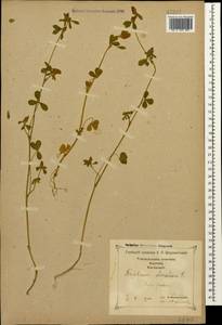 Trifolium striatum L., Caucasus, Georgia (K4) (Georgia)