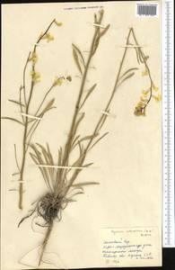 Erysimum siliculosum (M. Bieb.) DC., Middle Asia, Northern & Central Kazakhstan (M10) (Kazakhstan)
