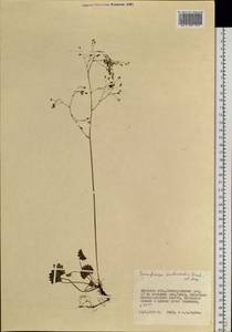 Micranthes nelsoniana subsp. aestivalis (Fisch. & C. A. Mey.) Elven & D. F. Murray, Siberia, Russian Far East (S6) (Russia)