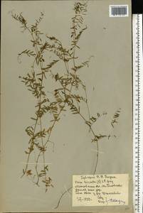 Vicia hirsuta (L.)Gray, Eastern Europe, Moscow region (E4a) (Russia)