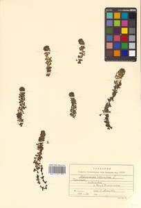 Aldrovanda vesiculosa L., Siberia, Russian Far East (S6) (Russia)