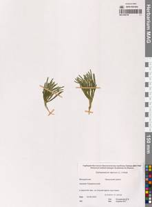 Diphasiastrum alpinum (L.) Holub, Siberia, Chukotka & Kamchatka (S7) (Russia)