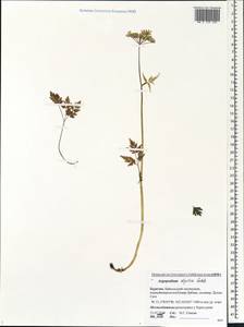 Aegopodium alpestre Ledeb., Siberia, Baikal & Transbaikal region (S4) (Russia)