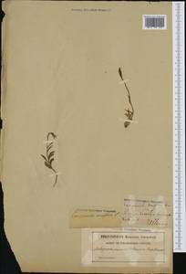 Melanocalyx uniflora (L.) Morin, Western Europe (EUR) (Sweden)