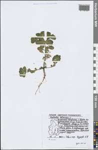 Euphorbia helioscopia L., Eastern Europe, Volga-Kama region (E7) (Russia)