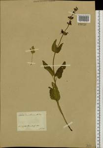 Salvia dumetorum Andrz. ex Besser, Siberia, Western Siberia (S1) (Russia)