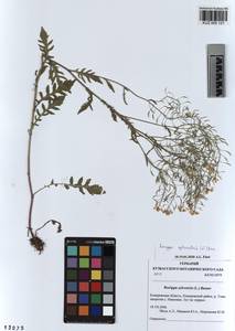 KUZ 005 121, Rorippa sylvestris (L.) Besser, Siberia, Altai & Sayany Mountains (S2) (Russia)