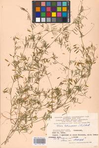 Vicia tetrasperma (L.)Schreb., Eastern Europe, Moscow region (E4a) (Russia)