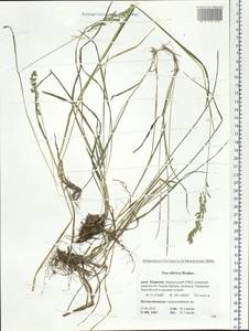 Poa sibirica Roshev., Siberia, Baikal & Transbaikal region (S4) (Russia)