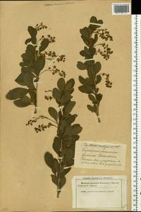 Berberis vulgaris L., Eastern Europe, Latvia (E2b) (Latvia)