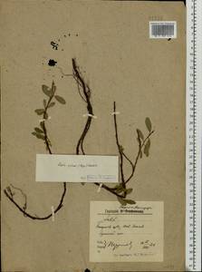 Salix reptans Rupr., Eastern Europe, Northern region (E1) (Russia)