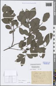 Salix cinerea L., Eastern Europe, Central forest-and-steppe region (E6) (Russia)