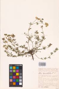Lotus corniculatus L., Eastern Europe, Lower Volga region (E9) (Russia)