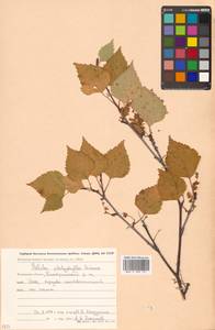 Betula pendula subsp. mandshurica (Regel) Ashburner & McAll., Siberia, Chukotka & Kamchatka (S7) (Russia)