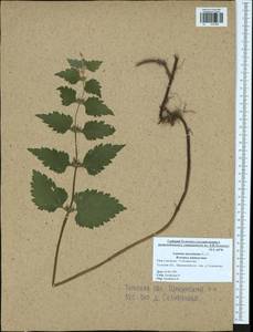 Lamium maculatum (L.) L., Eastern Europe, Central region (E4) (Russia)