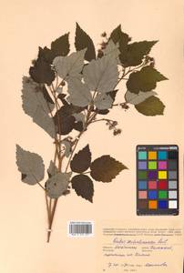 Rubus idaeus subsp. melanolasius Focke, Siberia, Chukotka & Kamchatka (S7) (Russia)