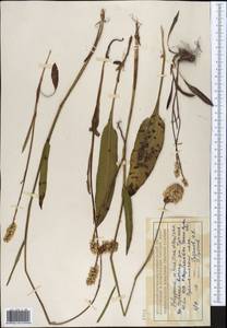 Bistorta elliptica (Willd. ex Spreng.) Kom., Middle Asia, Northern & Central Tian Shan (M4) (Kyrgyzstan)