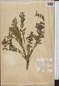 Astragalus taschkendicus Bunge, Middle Asia, Pamir & Pamiro-Alai (M2) (Uzbekistan)